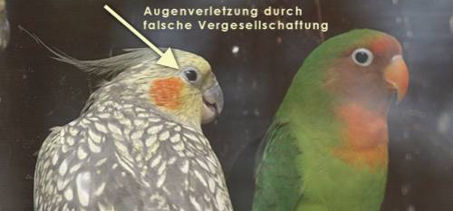 augenverletzung.jpg