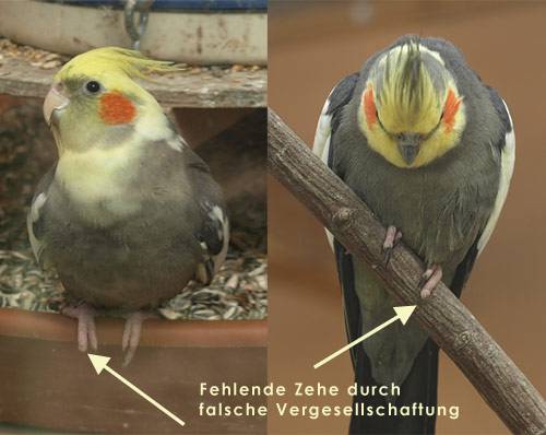 fehlende_zehen.jpg