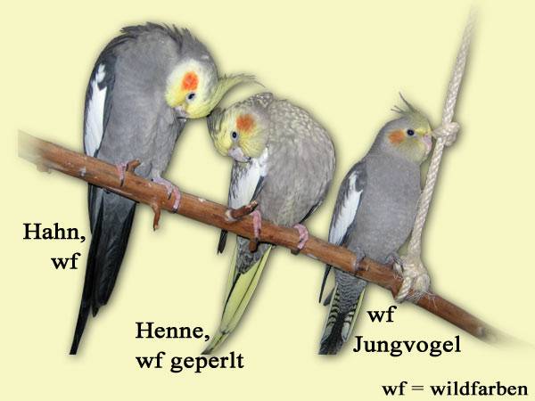 geschlecht2.jpg