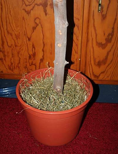 flori_vogelbaumstaender_2.jpg flori_vogelbaumstaender_2.jpg