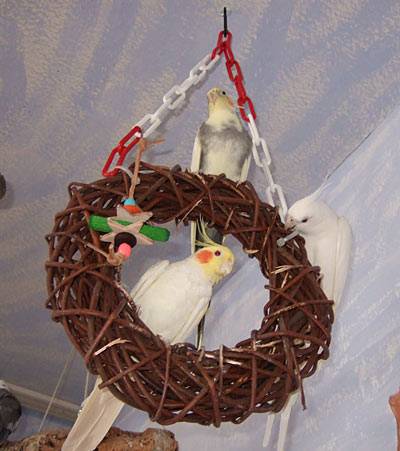 jantin_ringschaukel_1.jpg jantin_ringschaukel_1.jpg