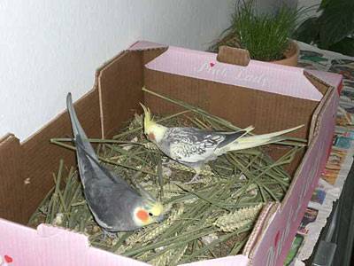 ladychaos_wuehlkiste_01.jpg ladychaos_wuehlkiste_01.jpg