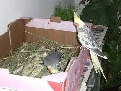 ladychaos_wuehlkiste_09.jpg ladychaos_wuehlkiste_09.jpg
