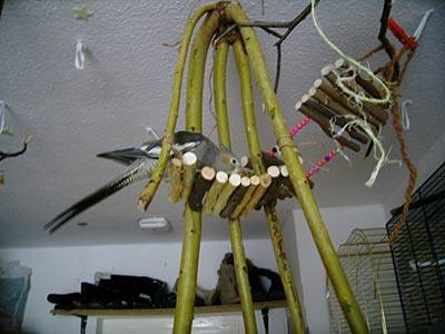 zuendy_astgabelung_4.jpg zuendy_astgabelung_4.jpg