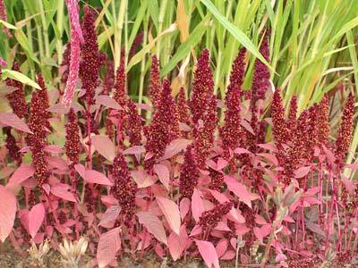 amaranth1.jpg