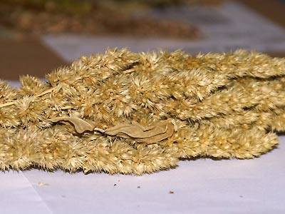amaranth3.jpg
