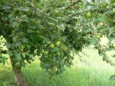 apfel3.jpg
