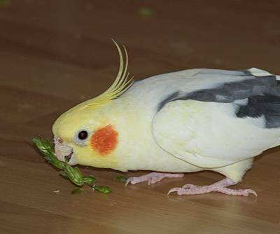 dinkel_6.jpg