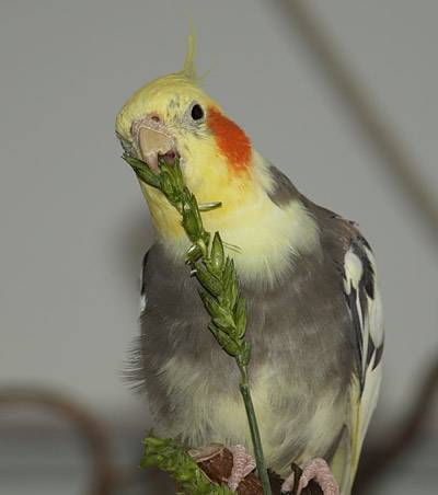 dinkel_8.jpg