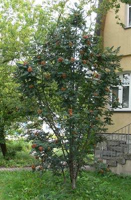eberesche5.jpg