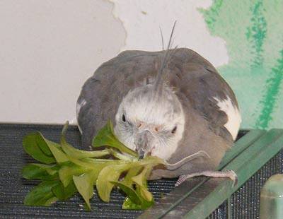 feldsalat_3.jpg
