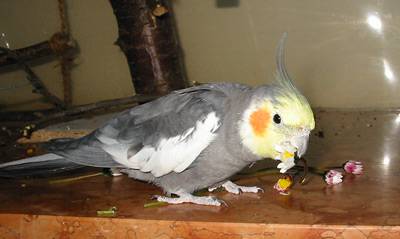 gaensebluemchen2.jpg