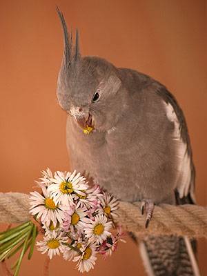 gaensebluemchen4.jpg