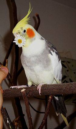gaensebluemchen9.jpg