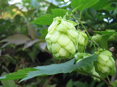 hopfen_1.jpg