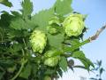 hopfen_2.jpg