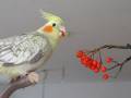 vogelbeeren.jpg