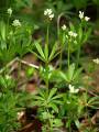 waldmeister_1.jpg