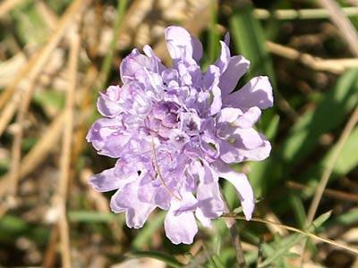 witwenblume_1.jpg