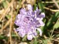 witwenblume_1.jpg