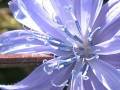 witwenblume_4.jpg