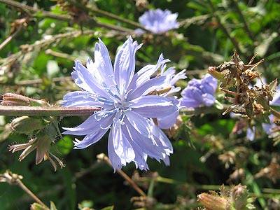 witwenblume_5.jpg