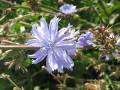 witwenblume_5.jpg