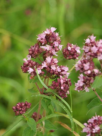 oregano_3.jpg