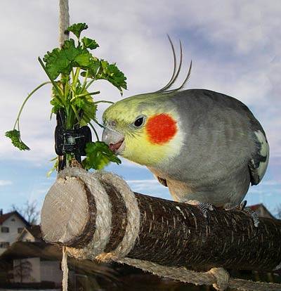 petersilie4.jpg