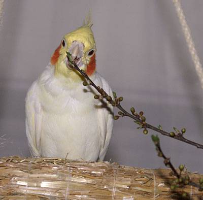 pflaume11.jpg
