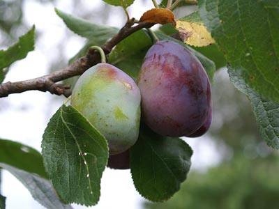pflaume4.jpg pflaume4.jpg