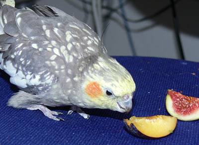 pflaume9.jpg