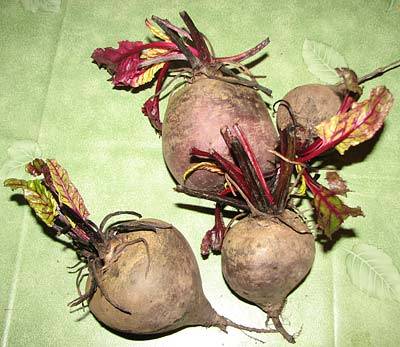 rotebeete_5.jpg