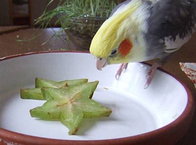 sternfrucht_3.jpg