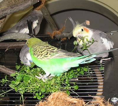 vogelmiere2.jpg