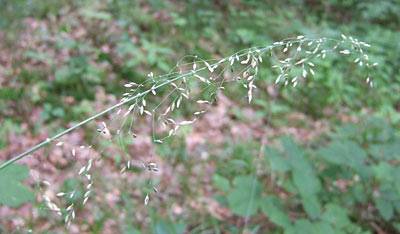 waldhirse_2.jpg
