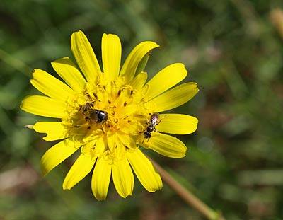 wiesenbocksbart_1.jpg