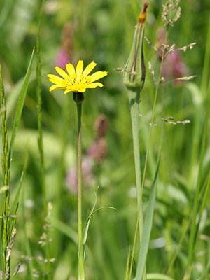 wiesenbocksbart_6.jpg