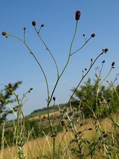 gr_wiesenknopf_3.jpg
