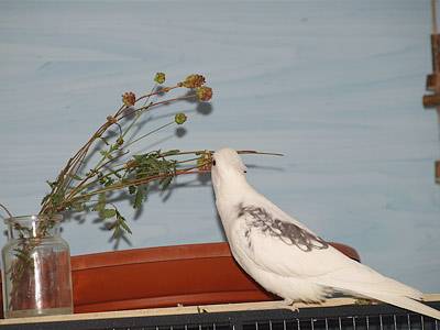 wiesenknopf_8.jpg