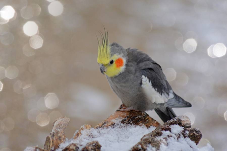 pixabay_jggrz_nymph-bird-6954302_1920.jpg pixabay_jggrz_nymph-bird-6954302_1920.jpg