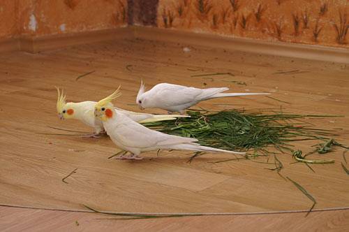 vogelwohnzimmer_14.jpg