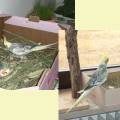 vogelwohnzimmer_bine_11.jpg