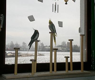 vogelwohnzimmer_bine_7.jpg