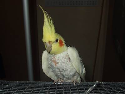 elvis1.jpg