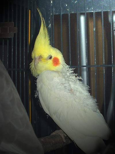 elvis2.jpg
