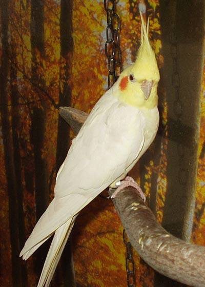 elvis7.jpg