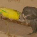 piepsy1.jpg