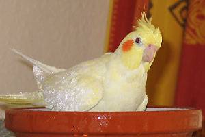 baden3.jpg